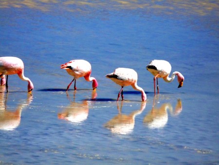 FLAMENCOS EN LAGUNA GRANDE